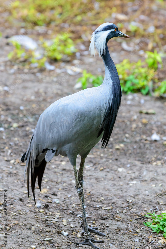 Fototapeta premium The demoiselle crane walking in the field