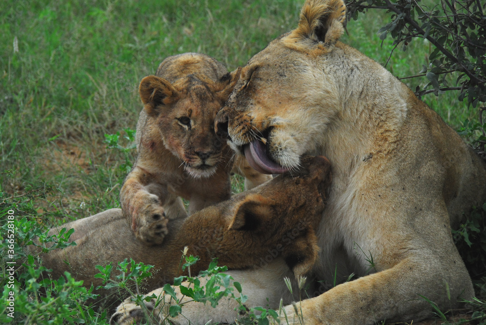 WILDLIFE- Africa- Close Up of Wild Lioness Grooming Two Cubs