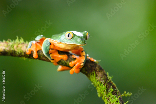 Golden-eyed leaf frog, Cruziohyla calcarifer, green yellow frog sitting on the leaves in the nature habitat in Corcovado, Costa Rica. Amphibian from tropic forest. Wildlife in Central America.