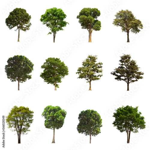 isolated tree green set is located on a white background. Collection of isolated tree green on white background Tropical tree