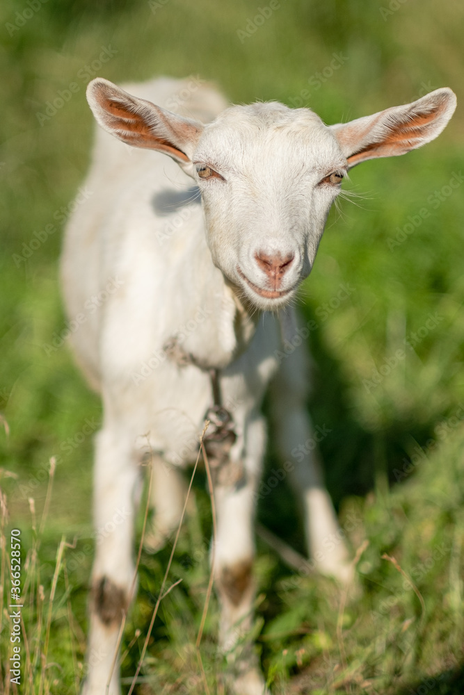 Young white goat eats grass in a summer meadow. White goat grazes in the meadow. Young white goat eats grass in a summer meadow. White goat grazes in the meadow.
