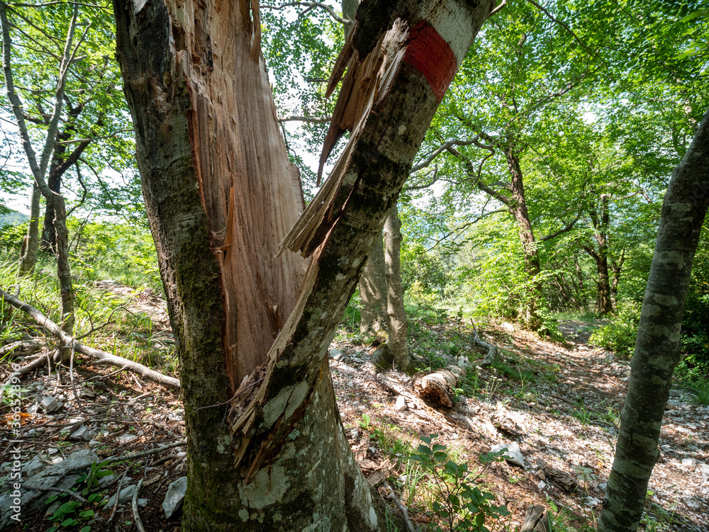 Broken beech tree in the summer forest Broken beech tree in the summer forest