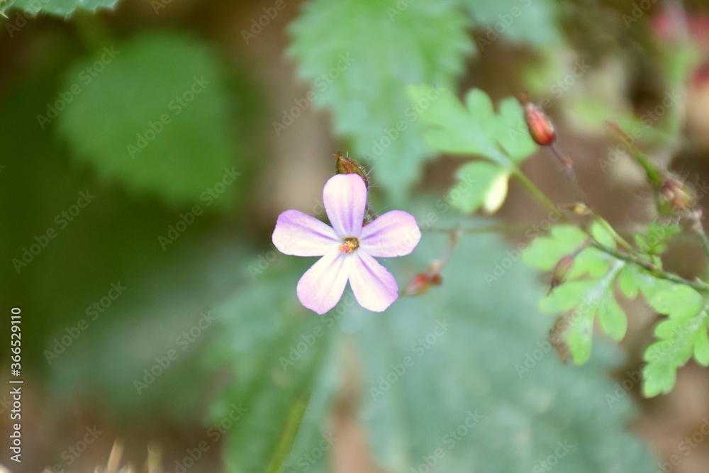 Pink flower of Geranium robertianum on forest road. Pink flower of Geranium robertianum on forest road.