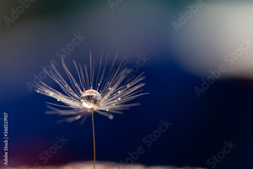 Shiny dew water drop on dandelion in bokeh background. Close-up macro dandelion seed .