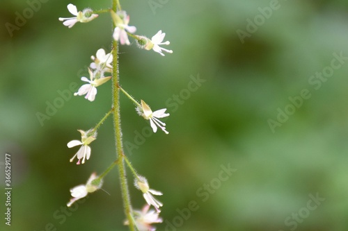 Tiny white flowers of Circaea lutetiana in the mountains. © Iker