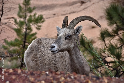 Fototapeta Naklejka Na Ścianę i Meble -  Goat in Zion National Park