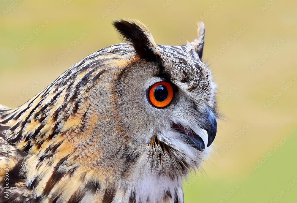 Fototapeta premium The Eurasian eagle-owl on a yellow-green background