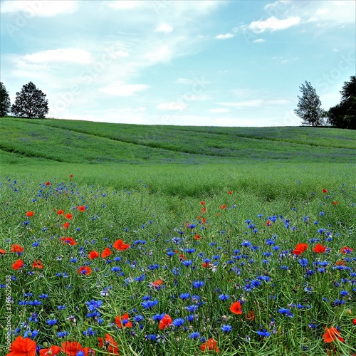 Łaka chabrów i maków Chaber (Centaurea L.) photo