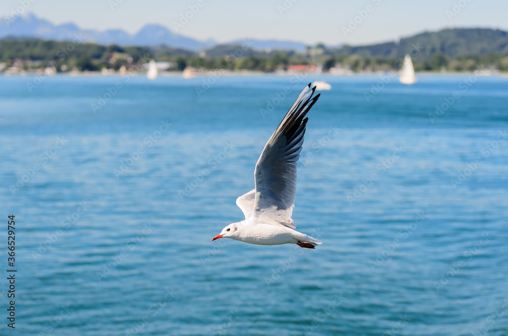 Fototapeta premium The Gulls or seagulls flying 