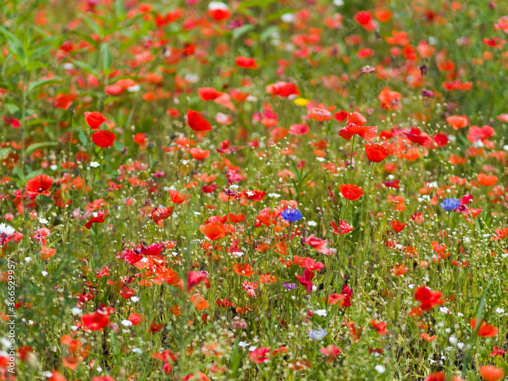 Red poppies bloom on a green field. Summer day