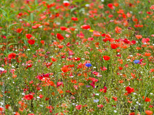 Red poppies bloom on a green field. Summer day
