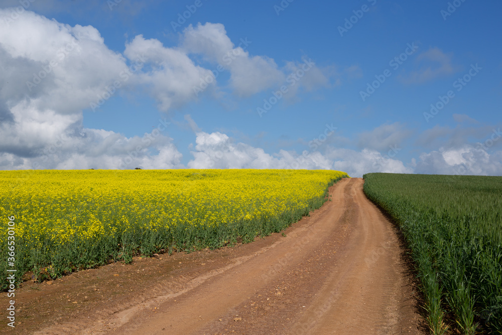 Leading dirt Road to the horizon with Canola Fields and Wheatfields. White clouds on the horizon.