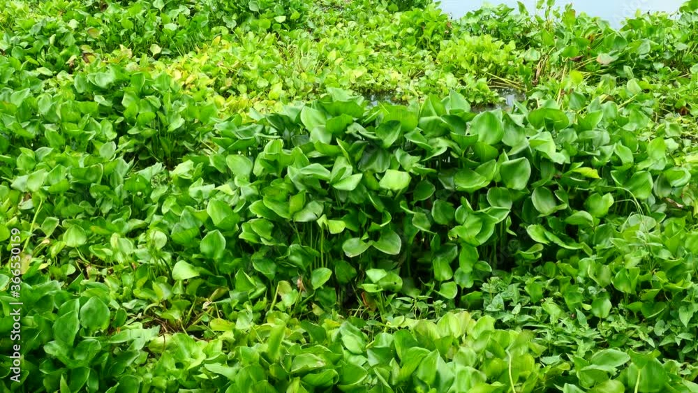 Water hyacinth is a weed that propagates very quickly. Water hyacinth is a weed that propagates very quickly.