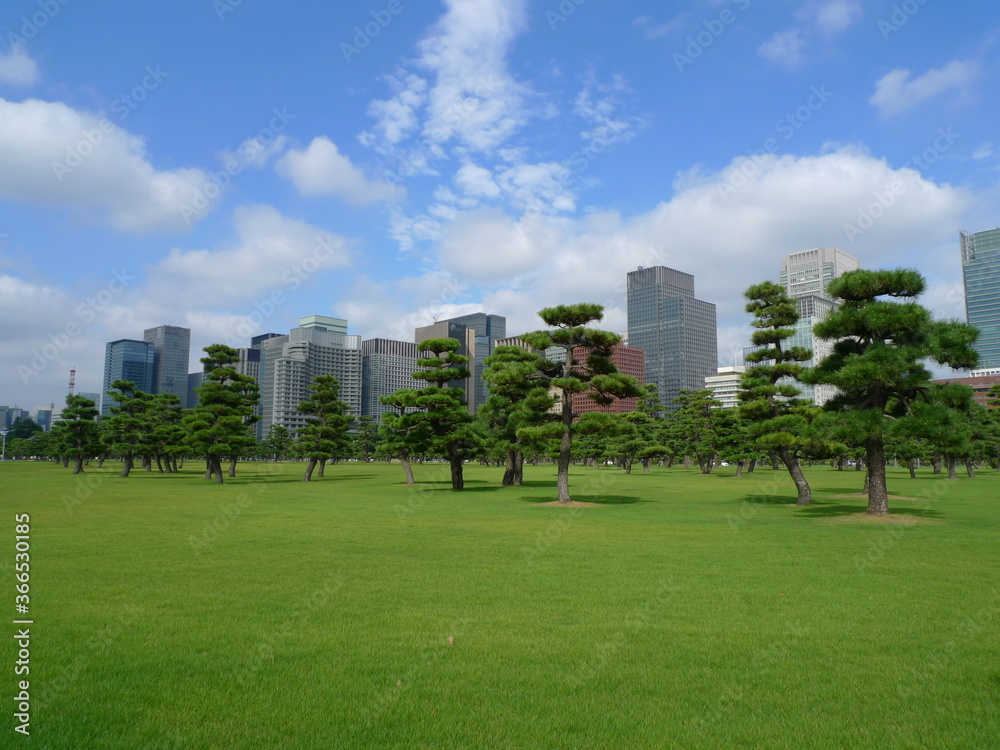 皇居外苑の松林の向こうに見える丸の内のビル群