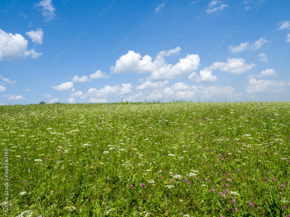 Green meadows and fields. White clouds in the blue sky. Summer sunny day Green meadows and fields. White clouds in the blue sky. Summer sunny day