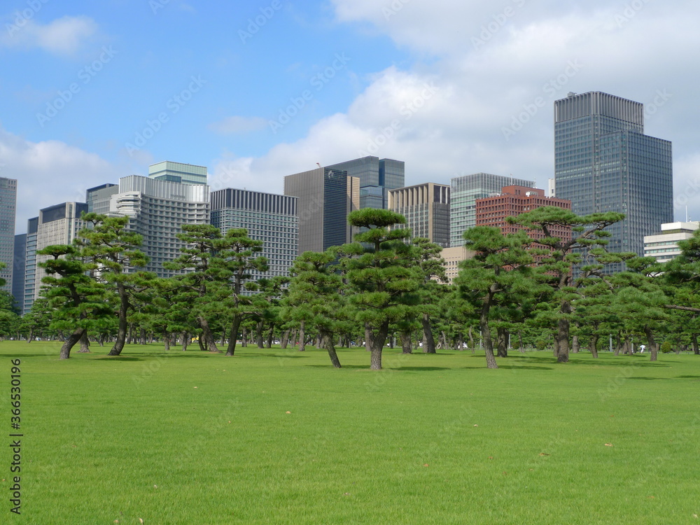 皇居外苑の松林の向こうに見える丸の内のビル群