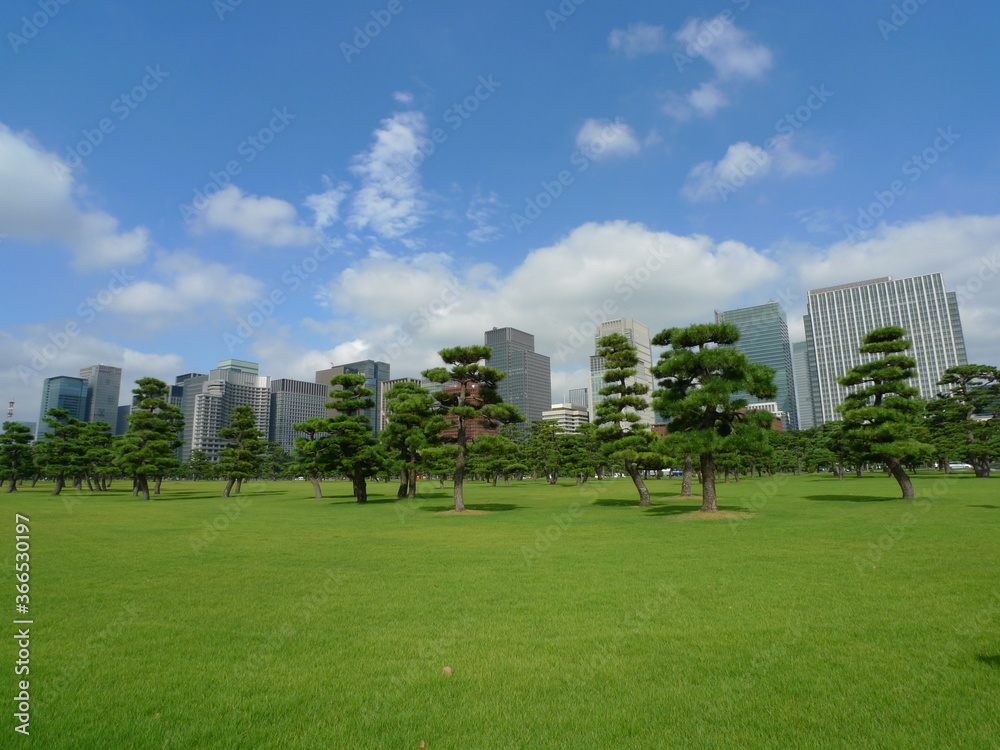 皇居外苑の松林の向こうに見える丸の内のビル群