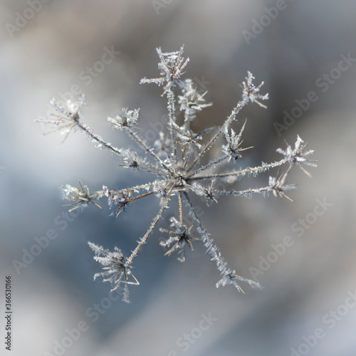 dry grass with ice crystals © Pink Badger