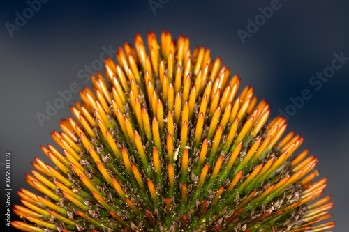 Close up detail of colorful seed head of flower with creamy bokeh background
