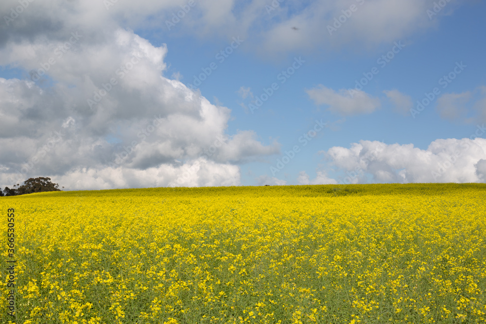 Half Yellow Canola Field and Half Blue Clouded Sky with a patch of blue-gum trees on the left side.  Shadow of clouds on the Yellow Canola Fields