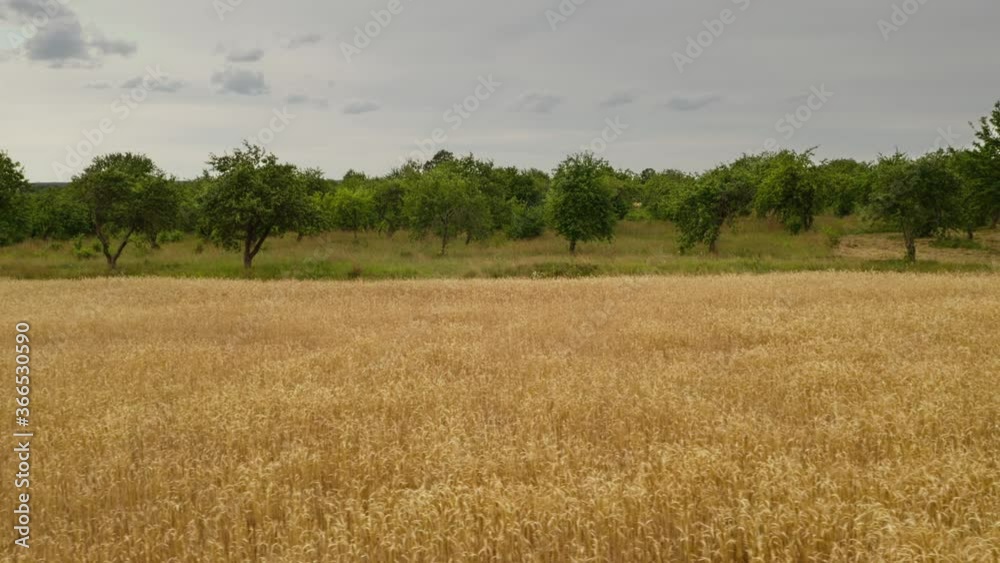 Horizontal movement on the drone with barley field from right to left with natural colors middle view Horizontal movement on the drone with barley field from right to left with natural colors middle view