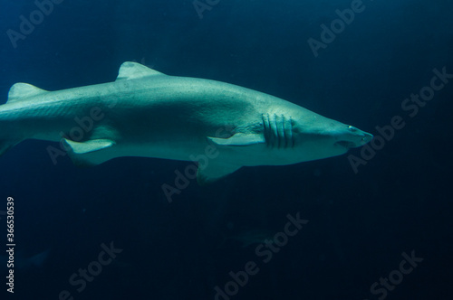 great white shark © reginadmt