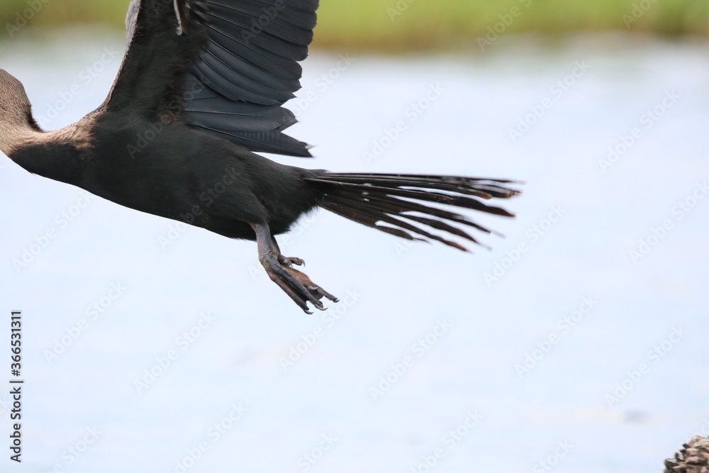 Obraz premium African Cormorants and Darter birds by the Chobe River in Botswana