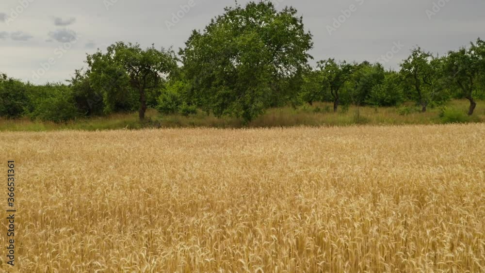 Horizontal movement on the drone with barley field from left to right with natural colors Horizontal movement on the drone with barley field from left to right with natural colors