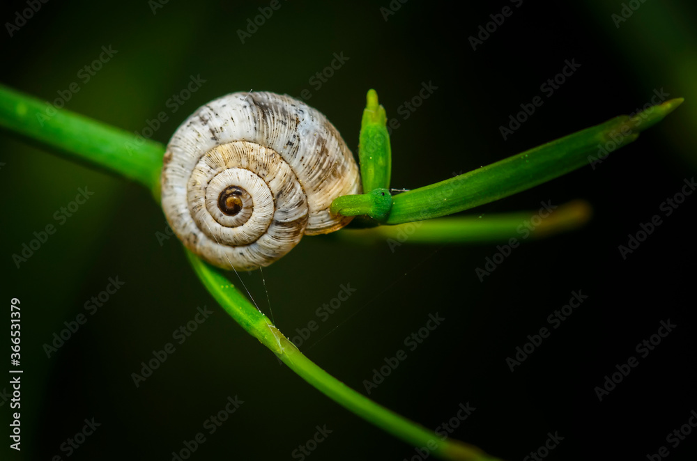 A small snail attached to a branch of a bush A small snail attached to a branch of a bush