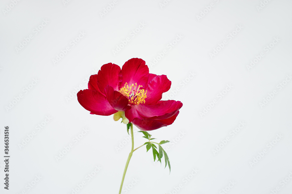 Red japanese peony on white background on the left, copy space for design Red japanese peony on white background on the left, copy space for design