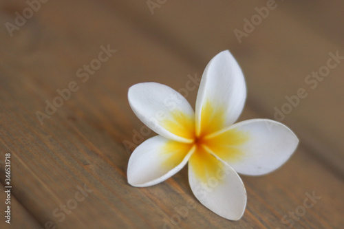 white frangipani flower