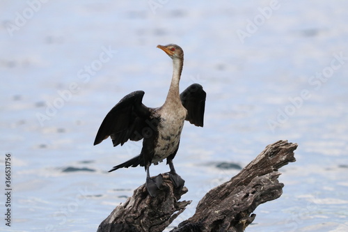 African Cormorants and Darter birds by the Chobe River in Botswana