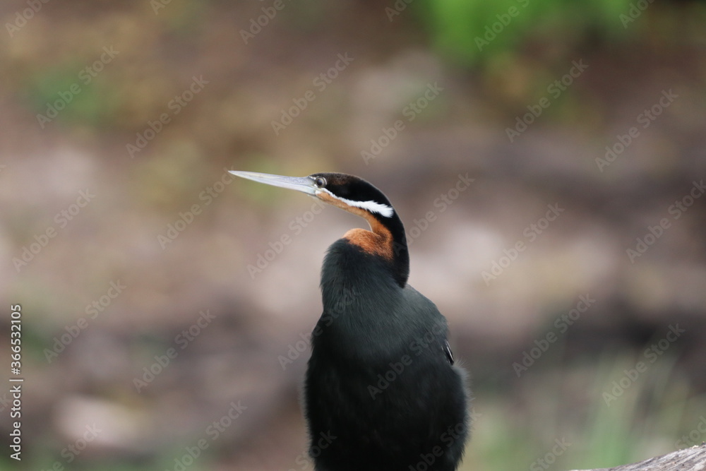 Fototapeta premium African Cormorants and Darter birds by the Chobe River in Botswana