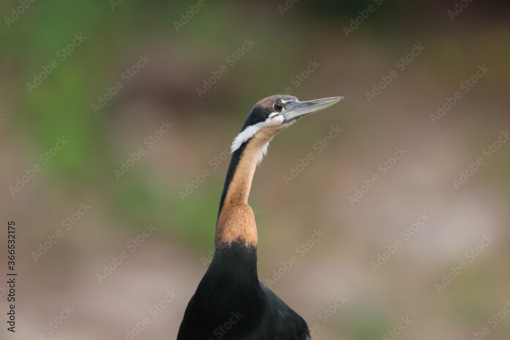 African Cormorants and Darter birds by the Chobe River in Botswana African Cormorants and Darter birds by the Chobe River in Botswana