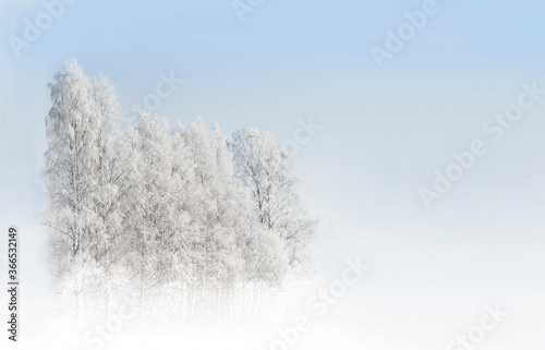 Birch trees with rime frost in white landscape with blue sky