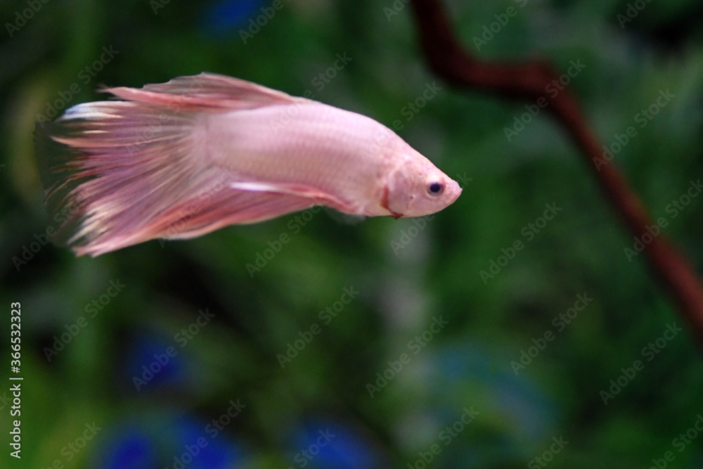 Obraz premium Pesce Combattente