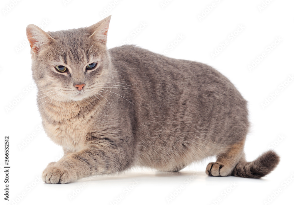 Obraz premium Gray house cat.