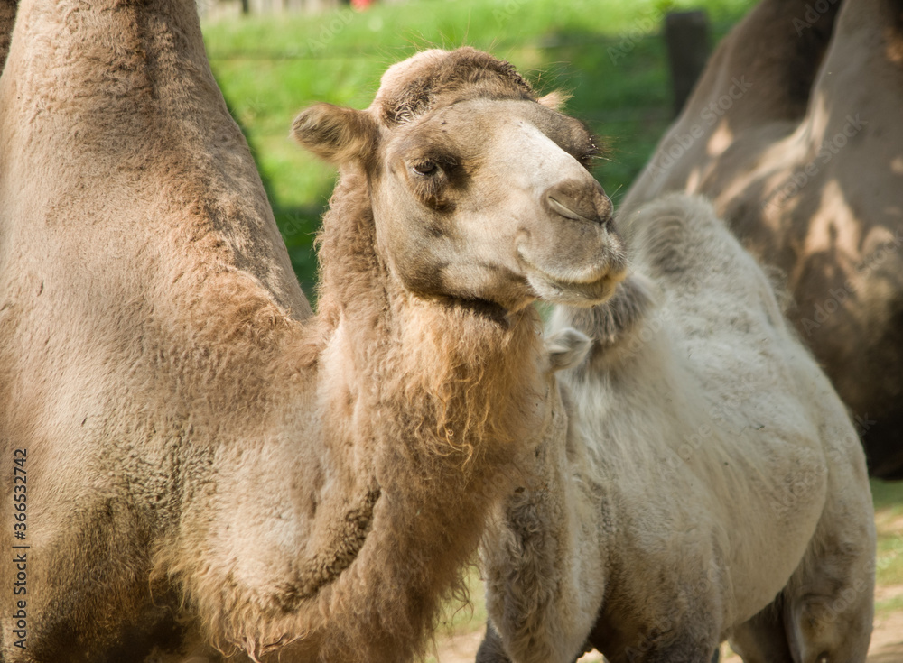 Fototapeta premium portrait of a camel