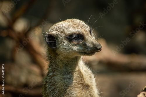 meerkat on guard duty © reginadmt