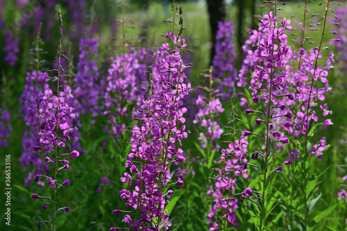 Thickets of blooming fireweed  Epilobium angustifolium  in the forest.