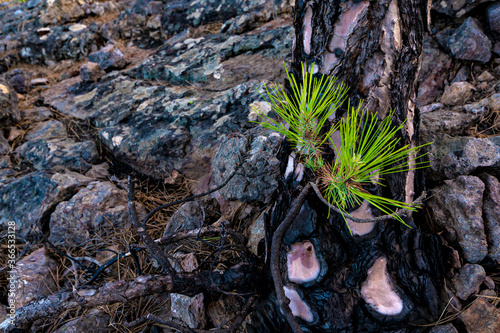 leaves on the pine sprouting after being burned in a fire on the island of gran canaria, pinar de tamadaba in the canary islands.