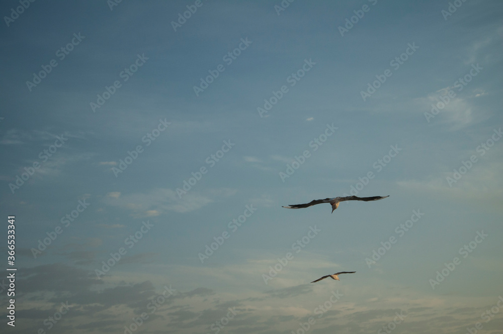 Naklejka premium seagull in flight