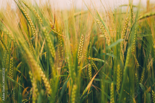 A closeup of wheat ears in a wheat field  Moscow region  Russia