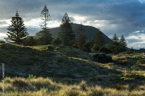 Norfolk Island pines growing by the sand dunes at Mount Maunganui, New Zealand