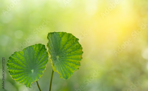  lotus leaves of beautiful green color