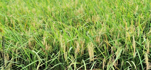 Photo of yellowed rice in rice fields