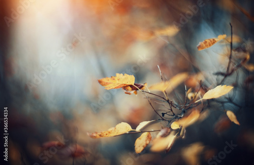 Autumn background with birch branches © Azaliya (Elya Vatel)