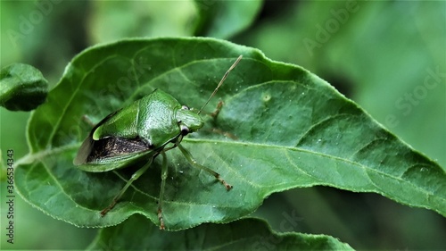 green shield bug © mirwanto