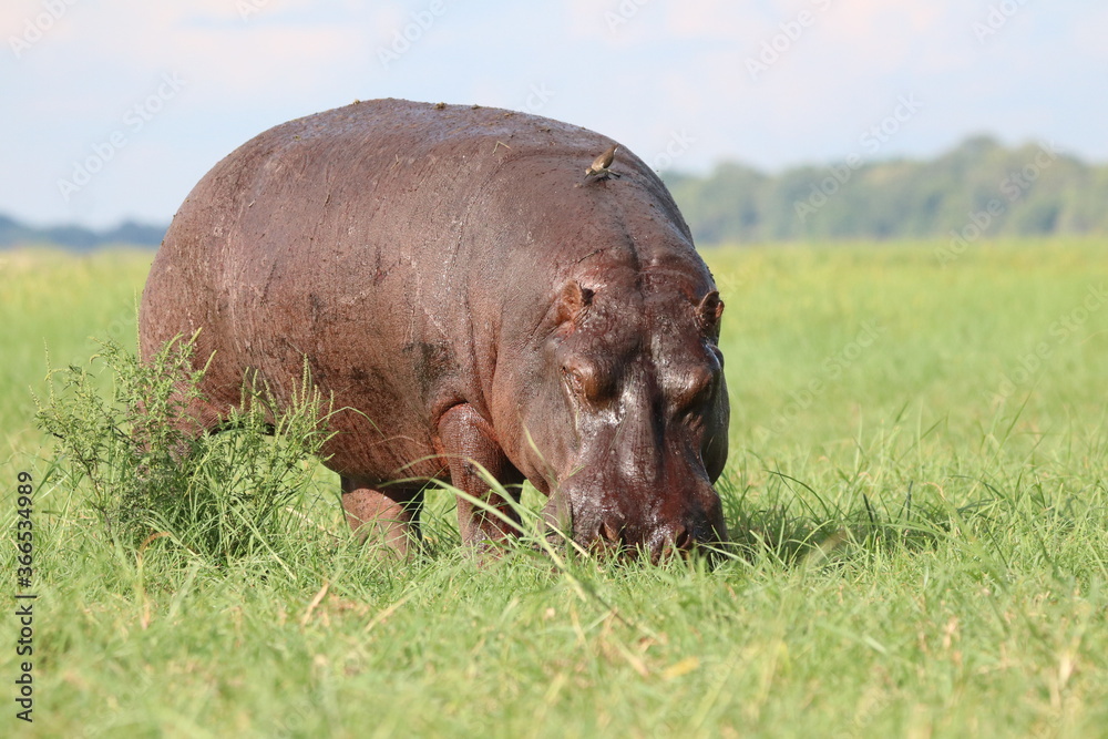 Fototapeta premium Hippos playing around the Chobe River in Botswana
