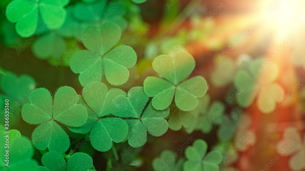 Green clover leaf isolated on white background. with three-leaved shamrocks. St. Patrick's day holiday symbol. Green clover leaf isolated on white background. with three-leaved shamrocks. St. Patrick's day holiday symbol.